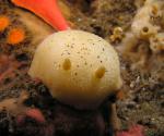 Nudibranchs