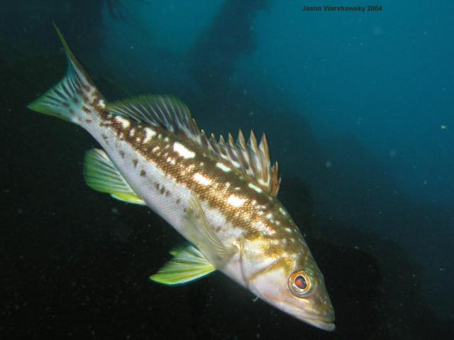 copper rockfish