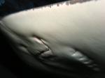 P8260015stingrayMouth