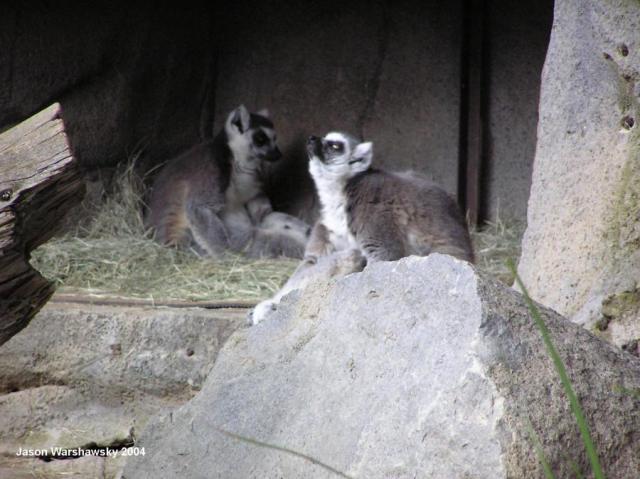 lemurs