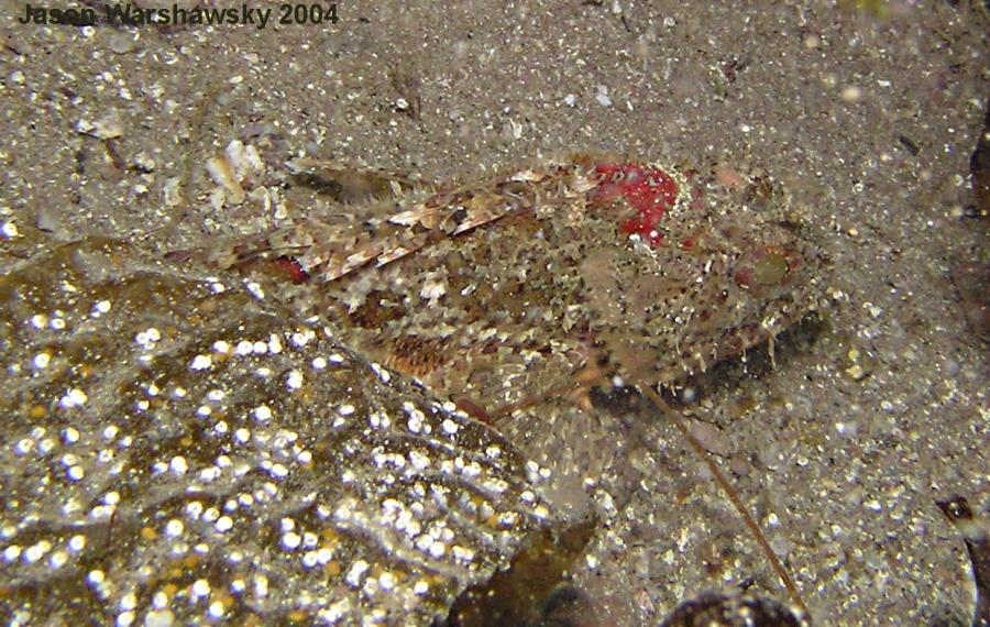 scorpion fish