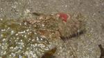 scorpion fish