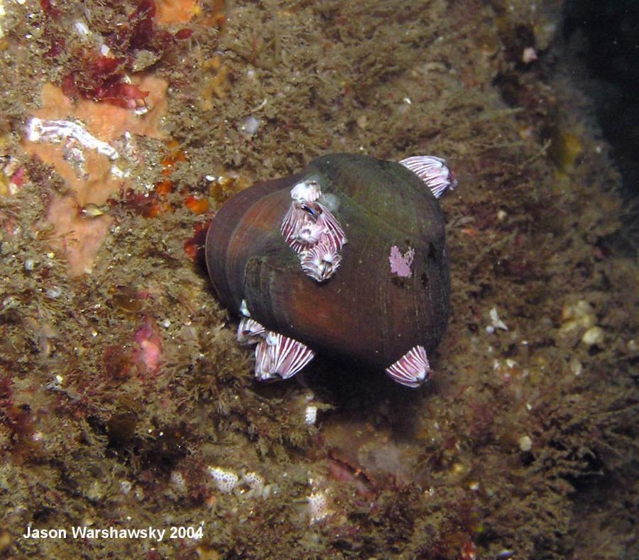 barnacle covered snail