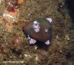 barnacle covered snail