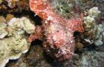 P8250002frogfish