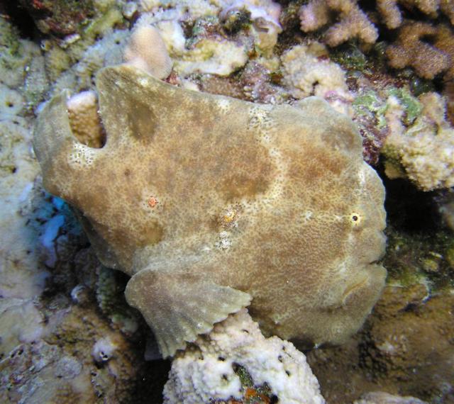 P8250005frogfish