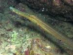 P8250053trumpetFish