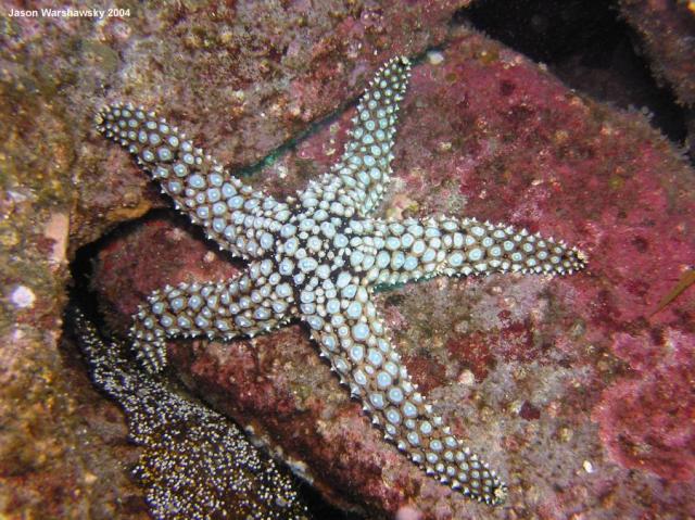 giant spined star