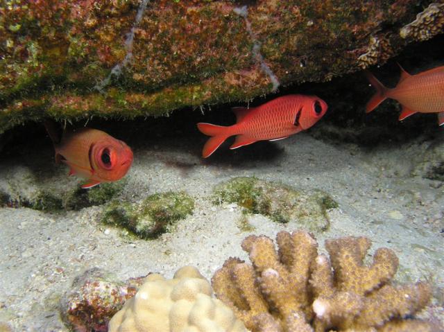 P8270010squirrelFish