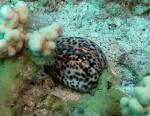 P8270035tigerCowrie