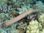 P8270042trumpetFish