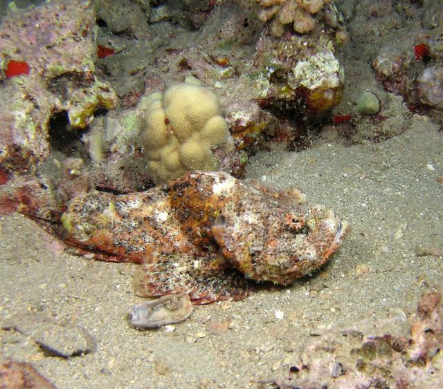 P8270055scorpFish