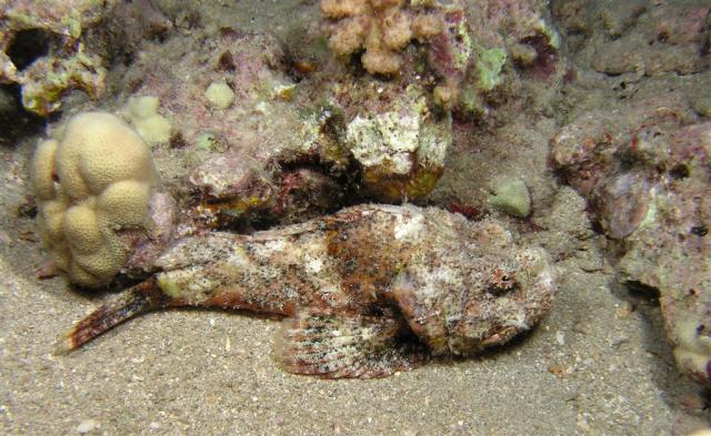 P8270056scorpionFish