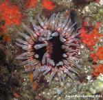 sand rose anemone