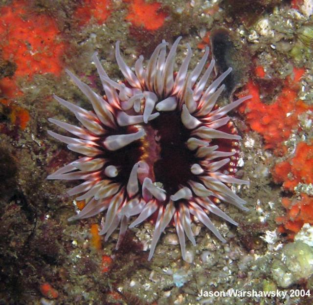 sand rose anemone