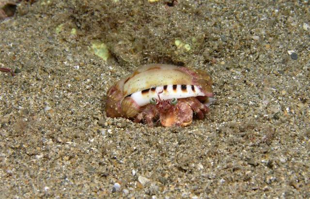 P8270068hermitCrab