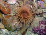 tube anemone