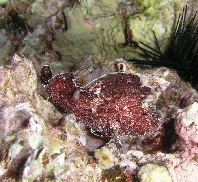 P8270083frogFish