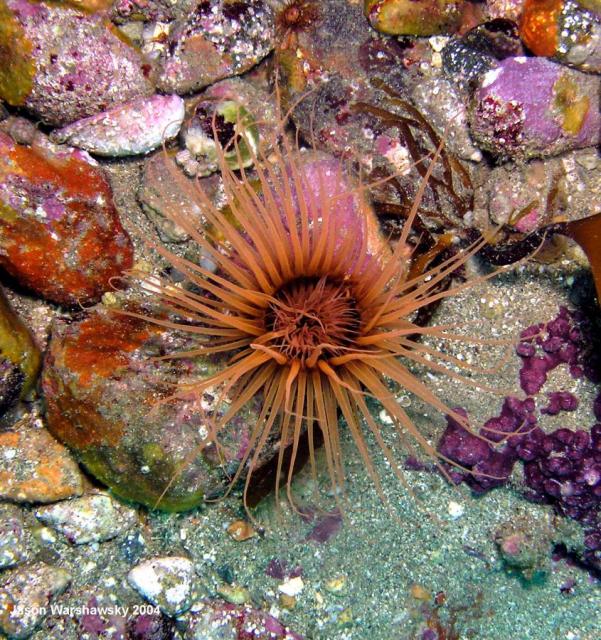 tube anemone