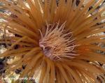 tube anemone close