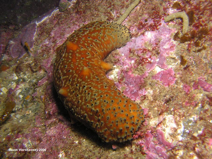 warty sea cucumber