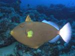 Trigger Fish