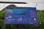 DSC_0433humpbackWhalesign