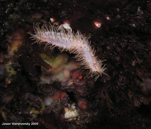 white sea cucumber