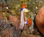 P9020014nudi