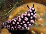 P9020018nudi