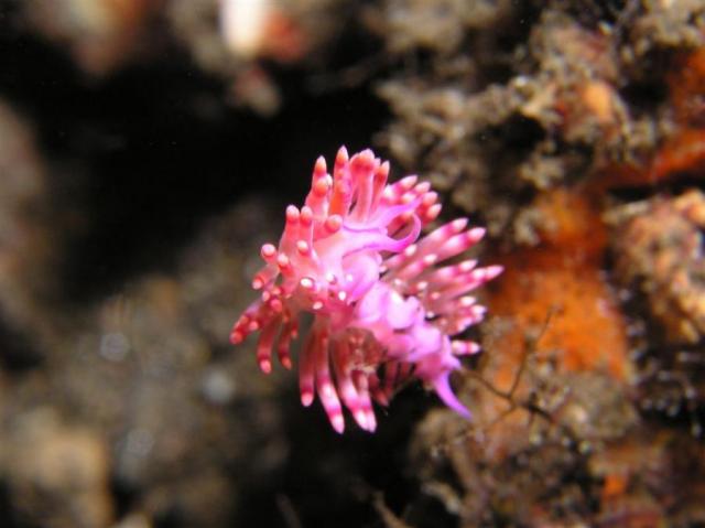 P9020044nudi