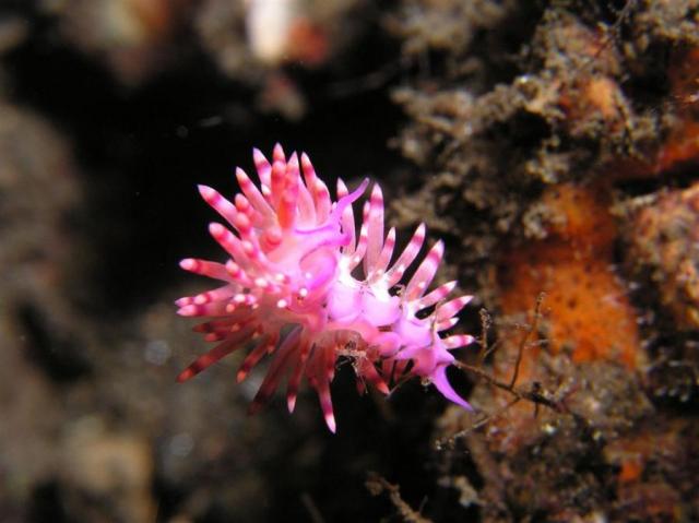 P9020045nudi