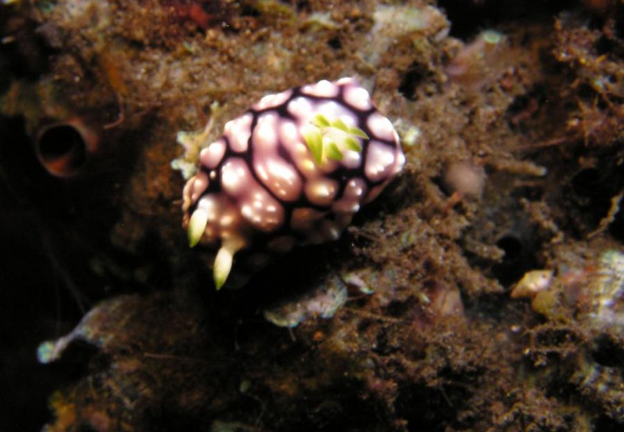 P9020057-1nudi