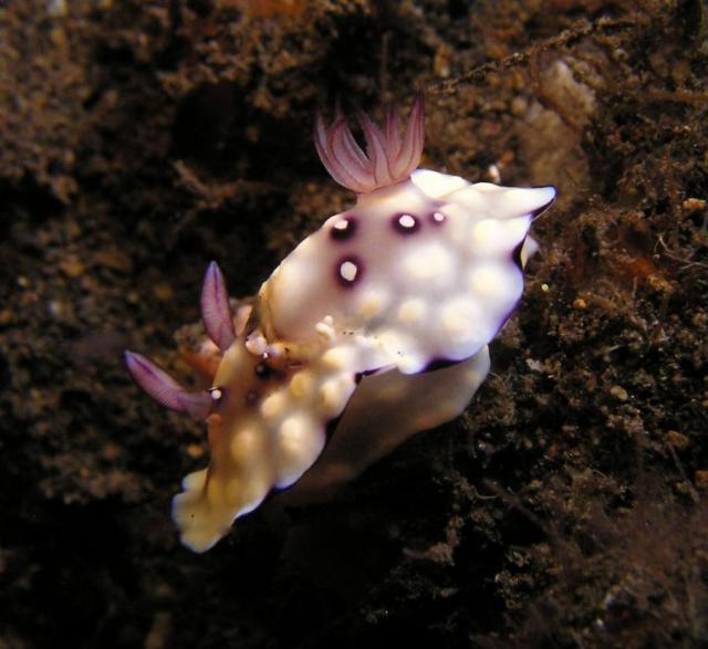 P9020070-1nudi