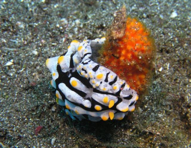 P9020081nudi