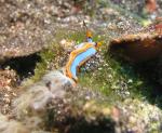 P9020085nudiOrWorm