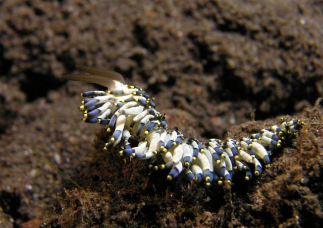 P9020116nudi