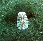 P9020143nudi