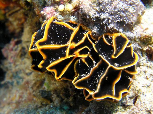 P9030009nudi