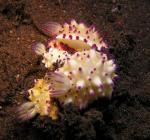 P9040042nudiPile