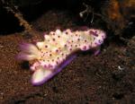 P9040045nudi
