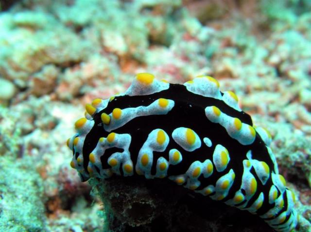 P9050090nudi