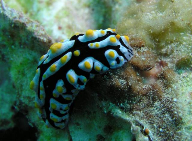 P9050109nudi