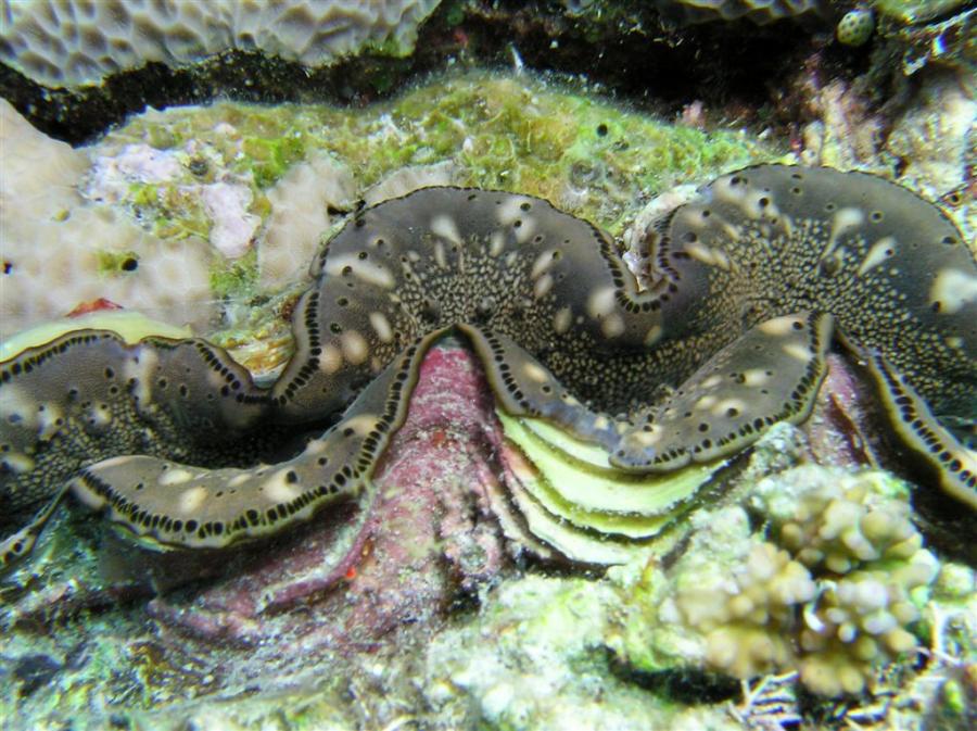 P9030045giantClam