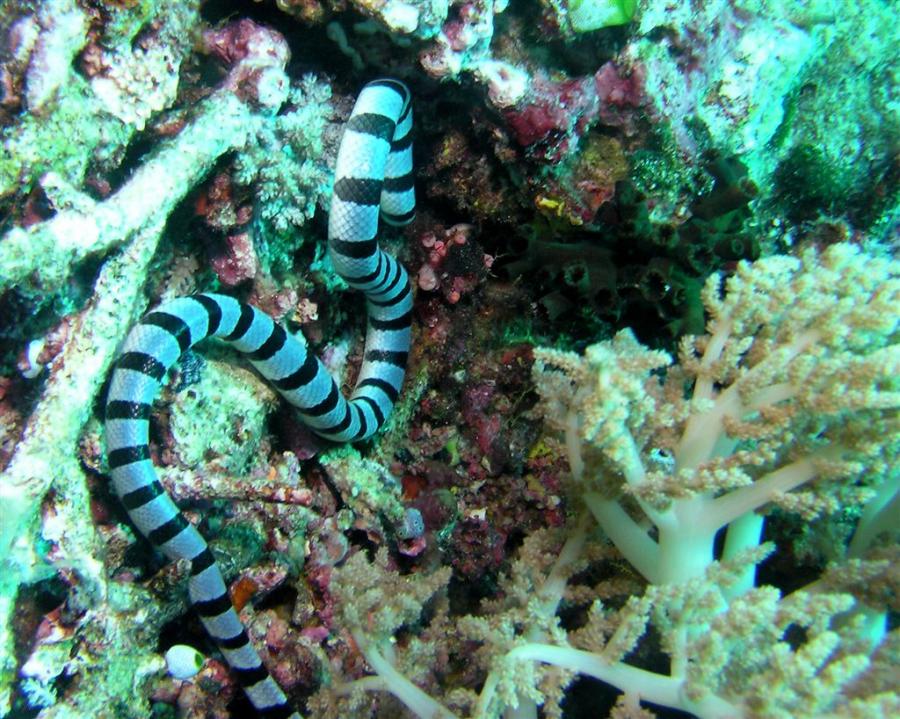 P9010062seaSnake