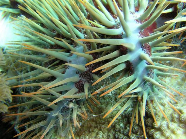 P9030105crownOfThorns