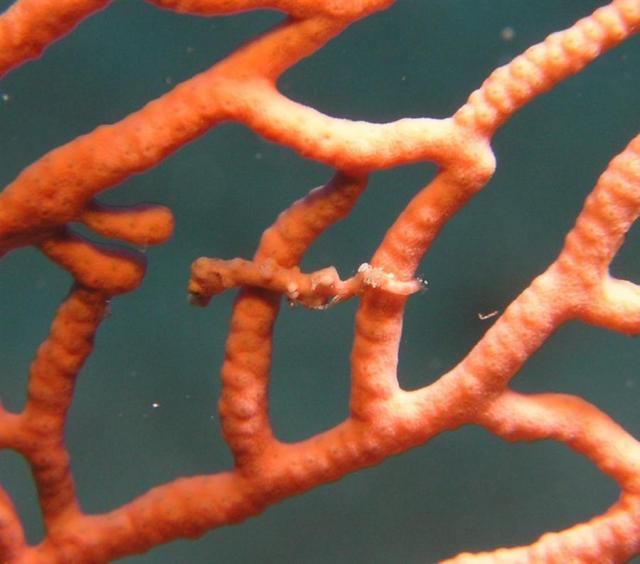 P9030111pygmySeahorse