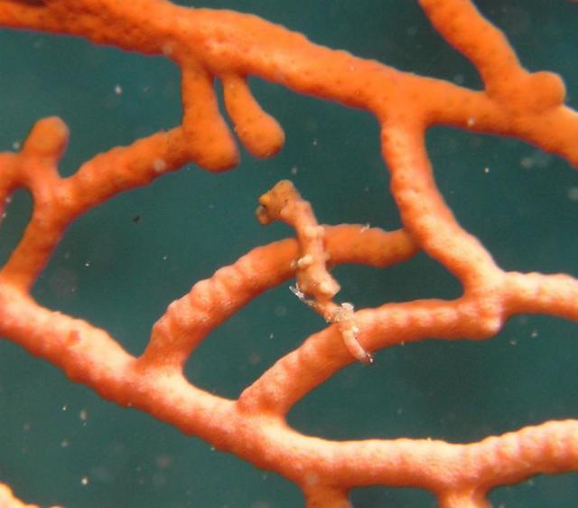 P9030113pygmySeahorse