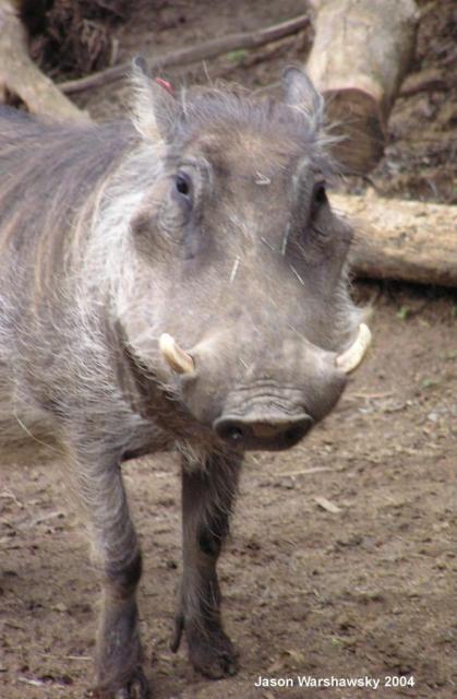 wartHog