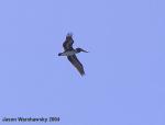 pelican in flight